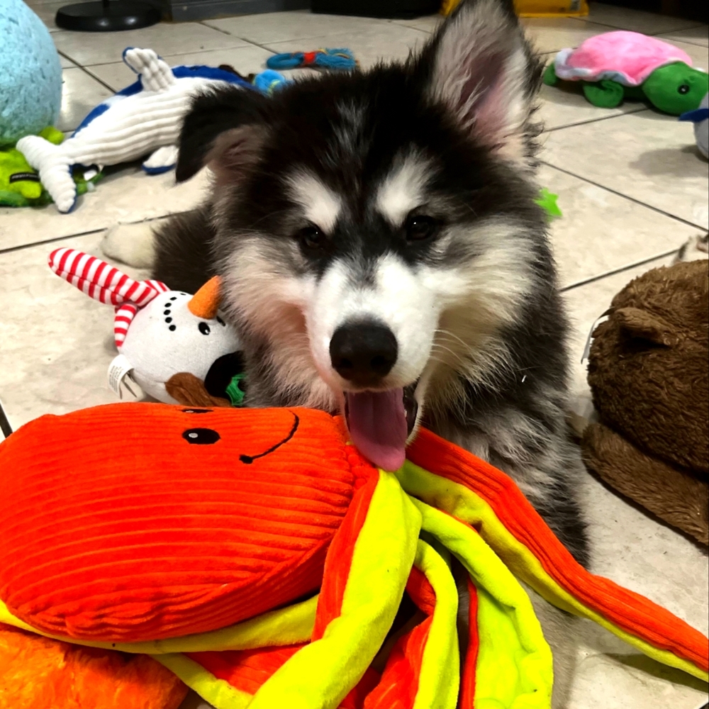 Meet your Posher, Oogie